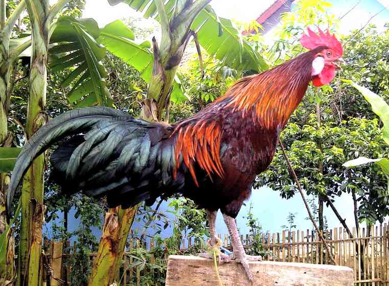 the laughing chicken